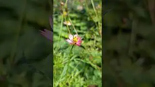 Beautiful Cosmos Flower Macro | Calm Nature 🌸