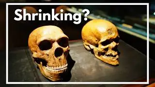 The Surprising Evolution of the Human Brain (and why it's getting smaller)