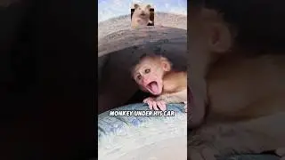🙏🤣❤️Спасённая обезьянка научилась пользоваться телефоном? 🐒📱#животные #спасение #историялюбви #ми...
