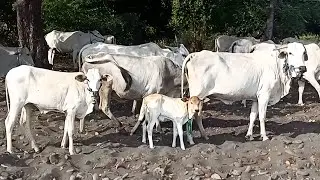 Herding Hundreds of Tame White Cows Every Day, Cute Cows, Cow Sounds