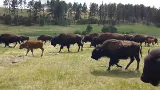 Bison on Wildlife Loop Road - Custer State Park