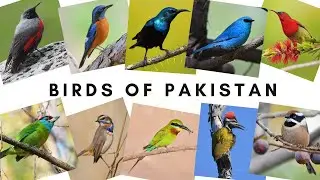 BIRDS OF PAKISTAN