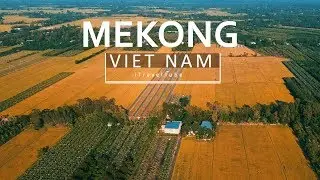 Alluring Mekong Delta in Ripe Rice Season | Cái Bè (Tiền Giang) Đẹp Rực Rỡ Mùa Lúa Chín