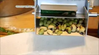 Picking, Shelling Black Eyed Peas with Mr Sheller