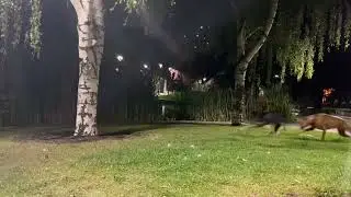 Late night zoomies