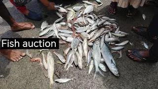 Fish auction / prawns auction / fishing /fish / malpe Harbour