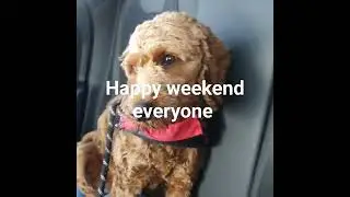 enjoying car ride #remix #music #funny #dog #cute #cavapoo #puppy #cavapoolove