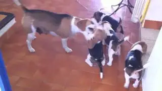 Le&ccedil;on d'&eacute;ducation des chiots par la m&egrave;re 2