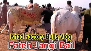 Khad Factory Bulls Vlog | Fatehjangi Bail 2025