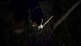#perro #cachorros  Jugando  Durbach y Lambo los Boyeros