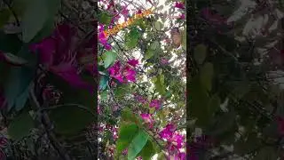 #kachnar tree#bauhinia variegata #youtube shorts