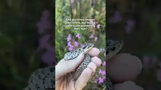 watch the gnat crawl on his eye 👁️🪰👁️ and he never blinks #southern #hognose #snake