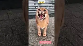 ANGRY WILD CAT ROARING | 🔥😱😱 #shorts #shortvideo #short