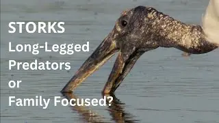 WILD for STORKS: Nature's Fearless Predators & Family Heroes #storks #storkmagic #worldstorkday
