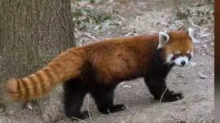 Red panda returned after escaping zoo for a weekend