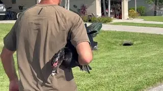 'Mission accomplished': Aggressive Cape Coral muscovey duck won't be bothering neighbors anymore