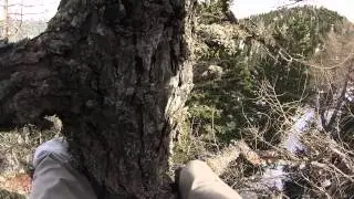 climbing a tree: How to get mobile phone signal in the woods ;-) Schr&uuml;ttenseen laghi gelati