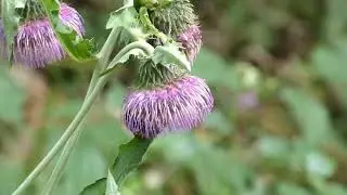 Bumblebee Pollinates Japanese Big Thistle Flowers