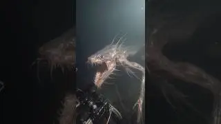 Glasspite. The transparent terror of the trench. #thalassophobia #ocean #deepsea #scary