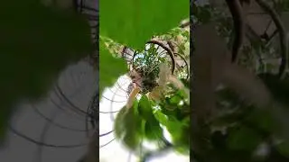 Flower walk mobile1 #beach #zoo #tinyplanet #animals