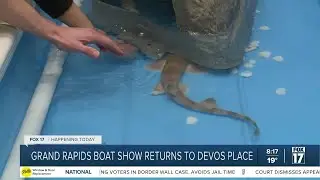 Boat Show Stingray