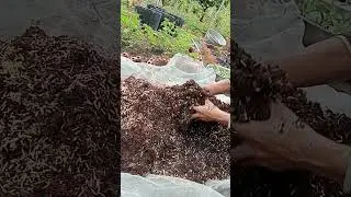 Mixing organic fertilizer from rice husk, straw & coconut coir: enjoy rural life, gardening & nature