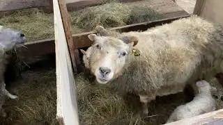 A visit to an Icelandic sheep barn | Icelandic lambs