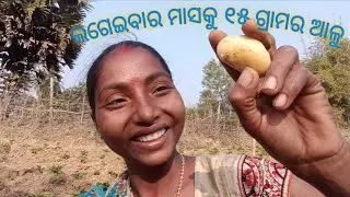 ଲଗେଇବାର ମାସକ ଗଛରେ ୧୫ ଗ୍ରାମର ଆଳୁ/15 grams of potatoes per tree per month of planting/alu chasa/kheti