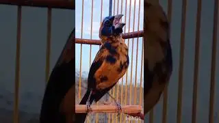 OLHA O CANTO DESSE AZULAO PINTADO ! #azul&atilde;o #bird #coleiro