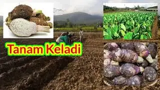 Tanam 10K Keladi Cina Part 1 (Pembenihan Sulur)