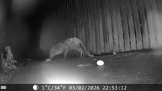 Foxcam 2-4 Feb 2026