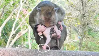 Awesomely... Mom MELONA holds & hugs tiny baby monkey MINA like a human mother, baby feels s-c-a-red