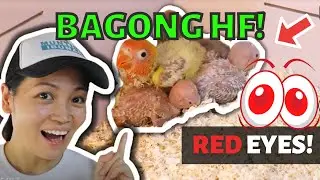 PANGMALAKASANG HANDFEED BIRDS SILIPIN NATIN! Handfeeding African Lovebirds