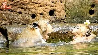 Can not Stop Laugh !!! Felix Screaming Sweet pea stop threw Water, Sweet pea Do Simple Attack Felix.