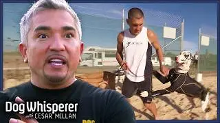 Cesar Steps In To Help Misbehaving Great Danes | Dog Whisperer With Cesar Millan