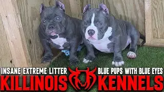 EXTREME AMERICAN BULLY PUPPIES FOR SALE FROM THE WORLD FAMOUS KILLINOIS KENNELS !!!!!