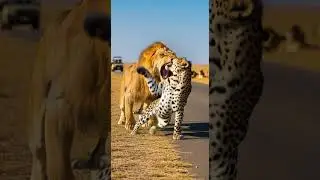 Can the leopard fight back against the lion&rsquo;s fierce attack #wildlife #safari #nature