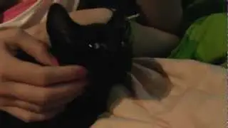 KATZENVLOG - Schmusi