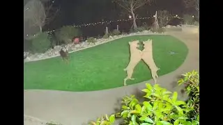 Two Giant White Male Doberman Deadly Fight for Mating Rights