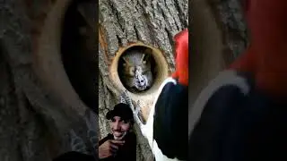 Esquilo sem paci&ecirc;ncia e Picapal  kkkk