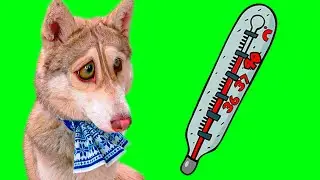 Я ЗАБОЛЕЛ!! (Хаски Бублик) Говорящая собака Mister Booble