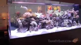 600 Gallon Reef - Tank It Easy