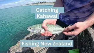 Fishing in New Zealand - Catching Kahawai