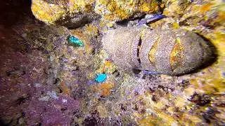 Buceo en Sardina del Norte - Galdar - Gran canaria