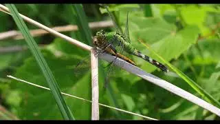 Female Eastern pondhawk eating Meadowhawk