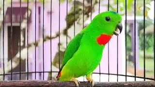 Serindit Lain Pasti Akan ikut Nyaut EMOSI langsung Bunyi mendengar Serindit Memanggil Seperti ini