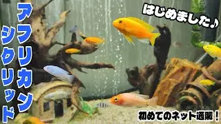 【初めてのネット通販】アフリカンシクリッド飼育はじめました