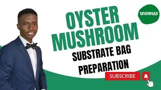 Oyster mushroom substrate bags preparation