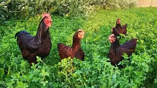 Pure RiR hen| rir hen | rir cheken| rir farming| rir breed | Birds Breeding farm 03216901464