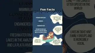 Meet The Species-Giant River Otter